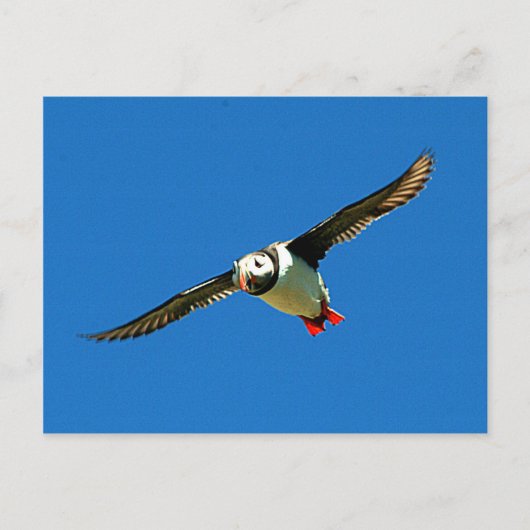 Puffin auf den Skellig-Inseln Irland Postkarte (Vorderseite)