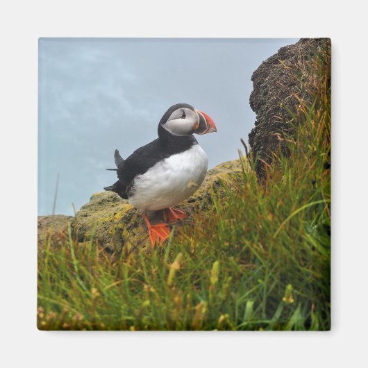 Puffin auf einem Cliff-Kühlschrankmagnet Magnet (Vorne)