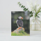 Puffin auf einem Felsen Postkarte (Stehend Vorderseite)