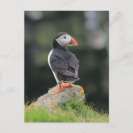 Puffin auf einem Felsen Postkarte