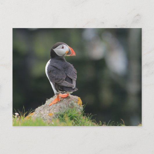 Puffin auf einem Felsen Postkarte (Vorderseite)