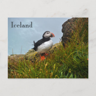 Puffin auf einer Klippe in Island Postkarte