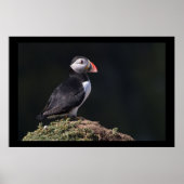 Puffin auf Rock Poster (Vorne)