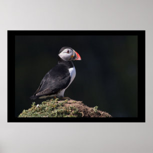Puffin auf Rock Poster