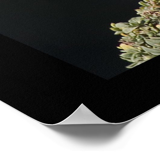 Puffin auf Rock Poster (Ecke)