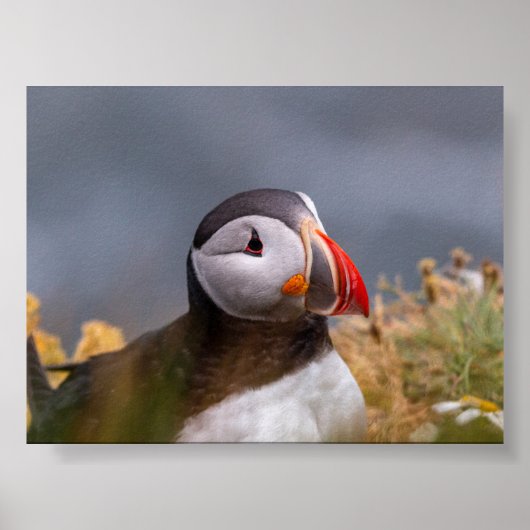 Puffin bird in Iceland Poster (Vorne)