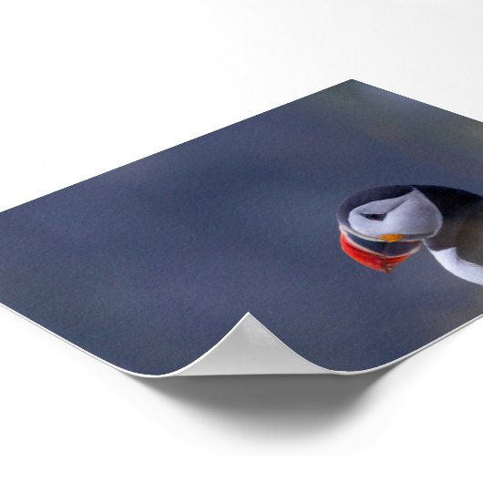 Puffin bird in Iceland Poster (Ecke)