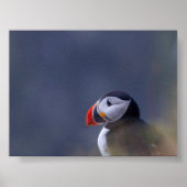 Puffin bird in Iceland Poster (Vorne)