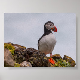 Puffin bird in Iceland Poster