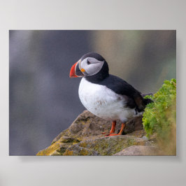 Puffin bird in Iceland Poster