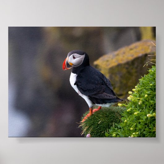 Puffin bird in Iceland Poster (Vorne)
