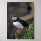Puffin bird in Iceland Poster (Vorne)
