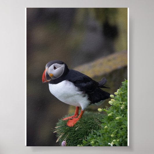 Puffin bird in Iceland Poster (Vorne)