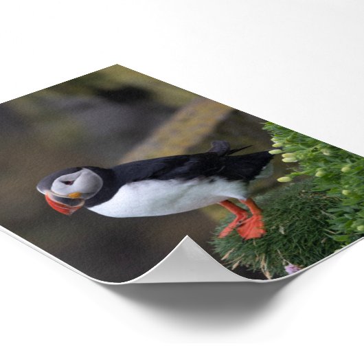 Puffin bird in Iceland Poster (Ecke)