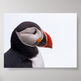 Puffin bird in Iceland Poster