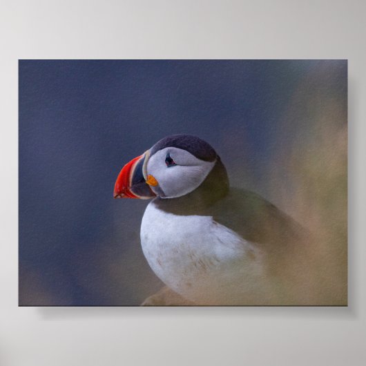 Puffin bird in Iceland Poster (Vorne)