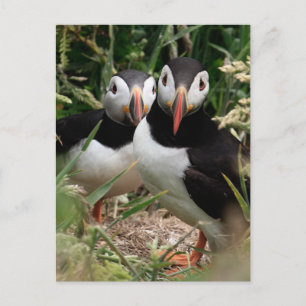 Puffin Couple Postkarte