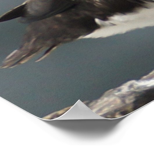 Puffin Duo Poster (Ecke)