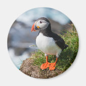 Puffin Fatercula Arctica Magnet (Vorne)