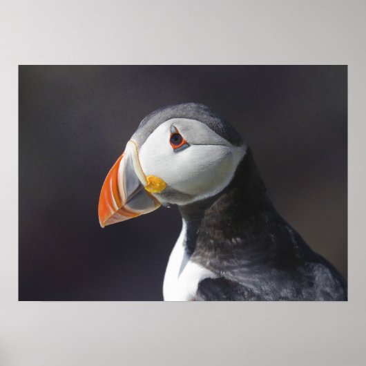 Puffin Fatercula Arctica Poster (Vorne)