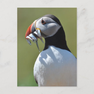 Puffin Fisherman Postkarte