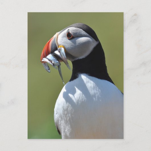 Puffin Fisherman Postkarte (Vorderseite)