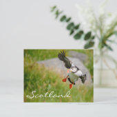 Puffin Fliegen in Schottland Text Postkarte (Stehend Vorderseite)