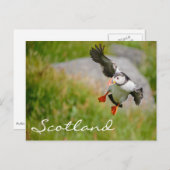 Puffin Fliegen in Schottland Text Postkarte (Vorne/Hinten)