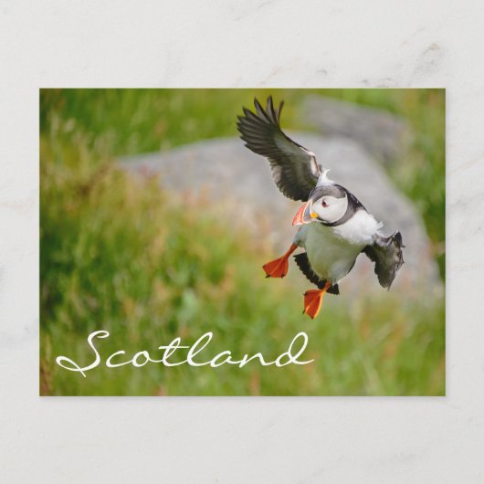 Puffin Fliegen in Schottland Text Postkarte (Vorderseite)