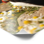 Puffin Fotodruck (Ecke)