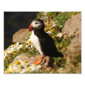 Puffin Fotodruck (Vorne)