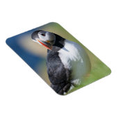Puffin (Fratercula Arctica) auf der Klippe 2 Magnet (Rechte Seite)