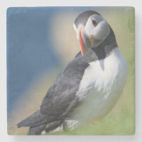 Puffin (Fratercula Arctica) auf der Klippe 2