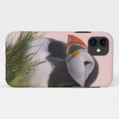 Puffin (Fratercula arctica) Case-Mate iPhone Hülle (Rückseite (Horizontal))