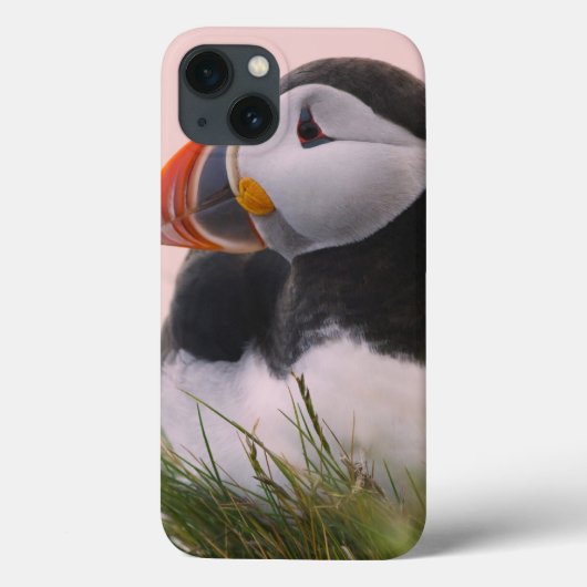 Puffin (Fratercula arctica) Case-Mate iPhone Hülle (Rückseite)