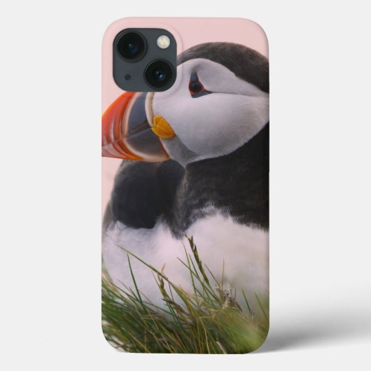 Puffin (Fratercula arctica) Case-Mate iPhone Hülle (Rückseite)