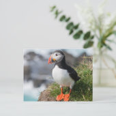 Puffin Fratercula arctica in Látrabjarg Island Postkarte (Stehend Vorderseite)