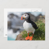 Puffin Fratercula arctica in Látrabjarg Island Postkarte (Vorne/Hinten)