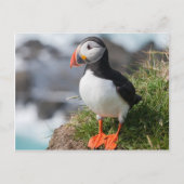 Puffin Fratercula arctica in Látrabjarg Island Postkarte (Vorderseite)