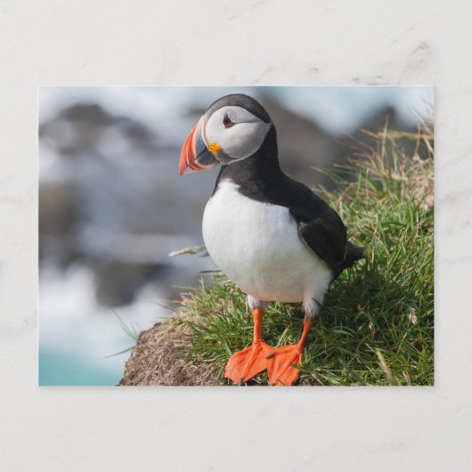 Puffin Fratercula arctica in Látrabjarg Island Postkarte (Vorderseite)