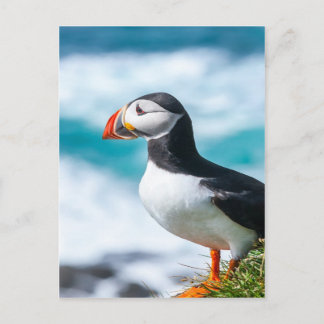 Puffin Fratercula arctica in Látrabjarg, Island. Postkarte