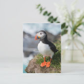 Puffin Fratercula arctica in Látrabjarg Island Postkarte (Stehend Vorderseite)