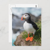 Puffin Fratercula arctica in Látrabjarg Island Postkarte (Vorne/Hinten)