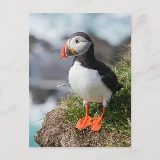 Puffin Fratercula arctica in Látrabjarg Island Postkarte (Vorderseite)