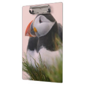 Puffin (Fratercula arctica) Klemmbrett (Links)
