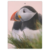 Puffin (Fratercula arctica) Klemmbrett (Rückseite)