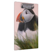 Puffin (Fratercula arctica) Klemmbrett (Rechts)