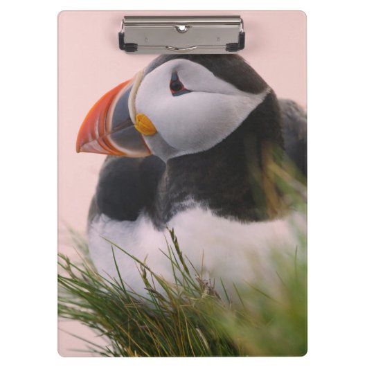 Puffin (Fratercula arctica) Klemmbrett (Vorderseite)