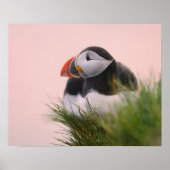 Puffin (Fratercula arctica) Poster (Vorne)