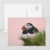 Puffin (Fratercula arctica) Postkarte (Vorne/Hinten)